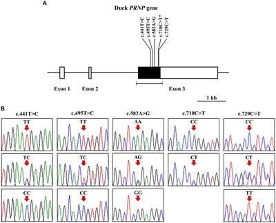 The first report of polymorphisms of the prion protein gene (PRNP) in Pekin ducks (Anas platyrhynchos domestica)